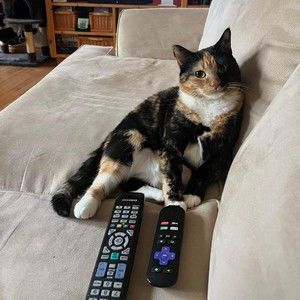 Meet your Posher, Sylvia